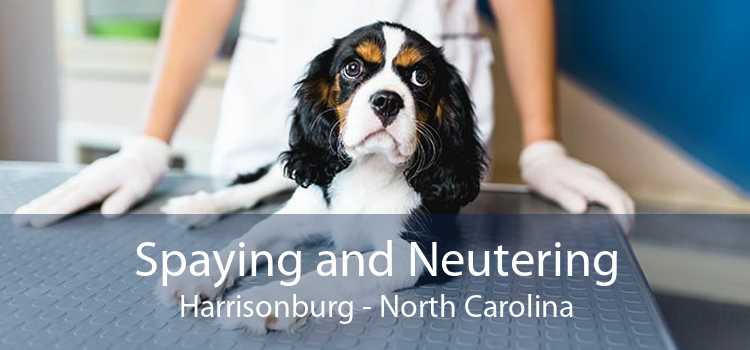 Spaying and Neutering Harrisonburg - North Carolina