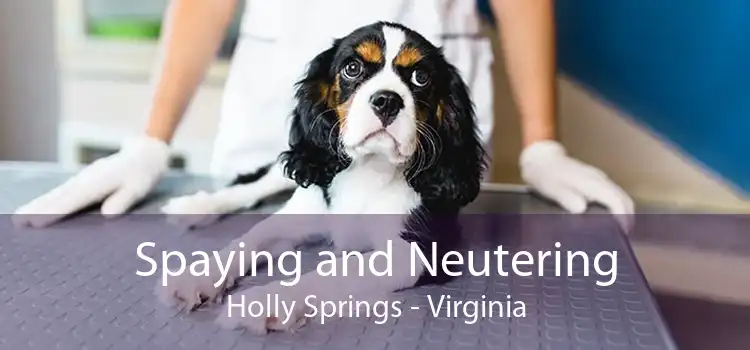 Spaying and Neutering Holly Springs - Virginia