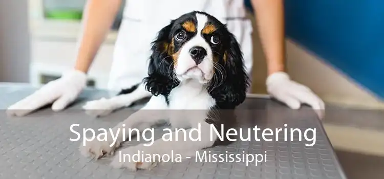 Spaying and Neutering Indianola - Mississippi