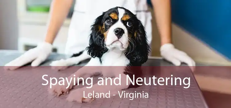 Spaying and Neutering Leland - Virginia