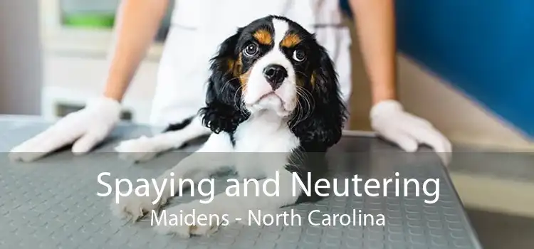 Spaying and Neutering Maidens - North Carolina