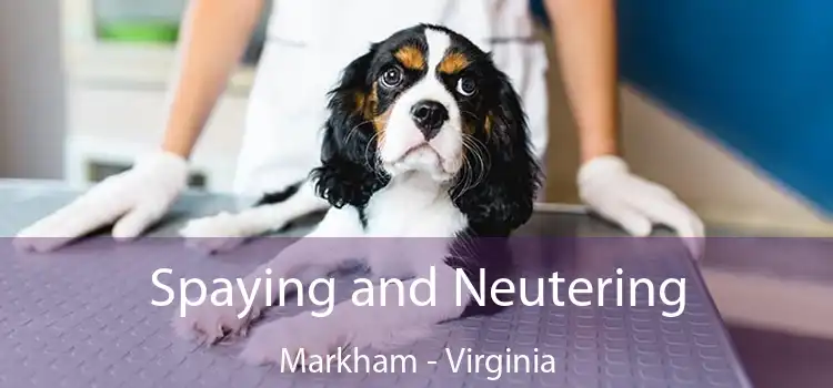 Spaying and Neutering Markham - Virginia