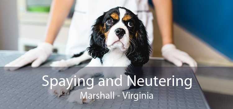 Spaying and Neutering Marshall - Virginia