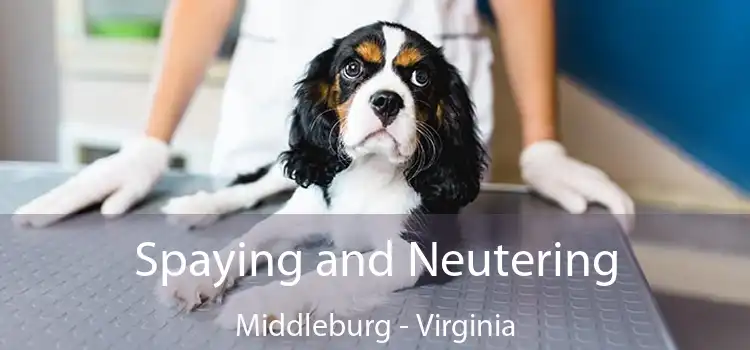 Spaying and Neutering Middleburg - Virginia