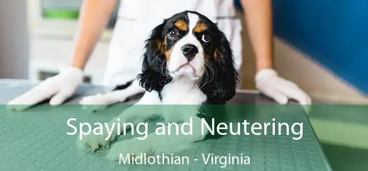 Spaying and Neutering Midlothian - Virginia