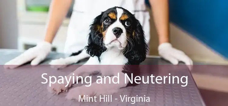 Spaying and Neutering Mint Hill - Virginia