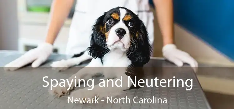 Spaying and Neutering Newark - North Carolina