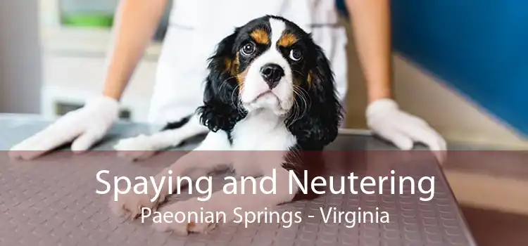 Spaying and Neutering Paeonian Springs - Virginia