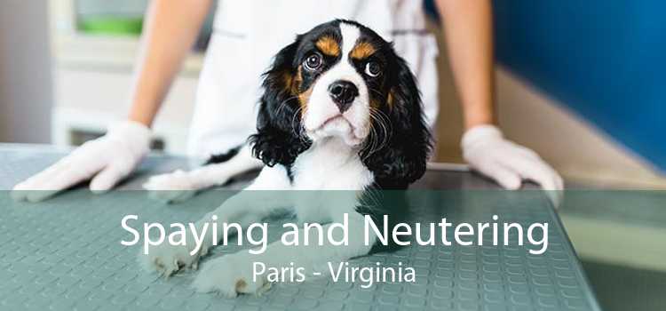 Spaying and Neutering Paris - Virginia