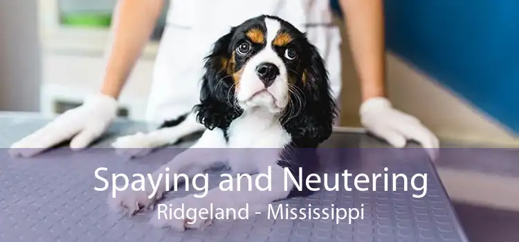 Spaying and Neutering Ridgeland - Mississippi