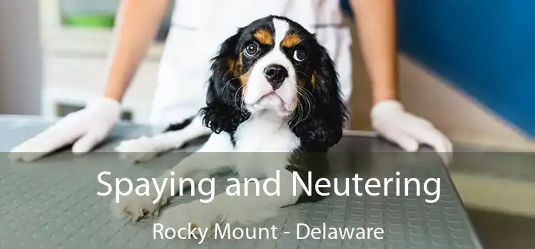 Spaying and Neutering Rocky Mount - Delaware