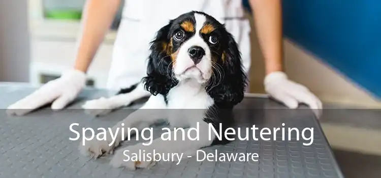 Spaying and Neutering Salisbury - Delaware