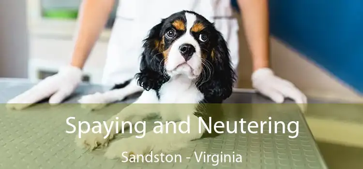 Spaying and Neutering Sandston - Virginia