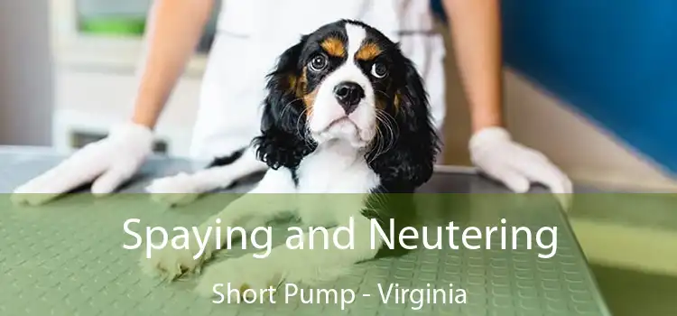 Spaying and Neutering Short Pump - Virginia