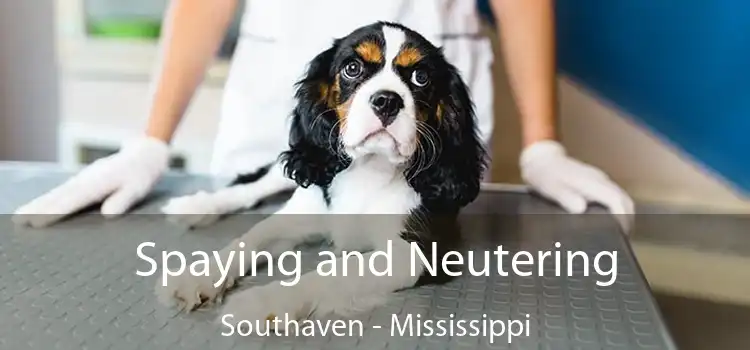 Spaying and Neutering Southaven - Mississippi