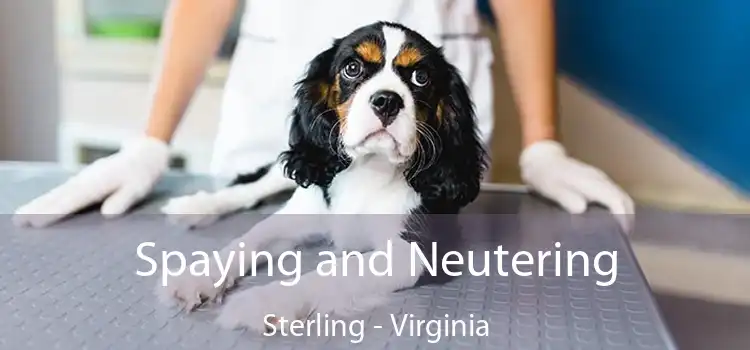 Spaying and Neutering Sterling - Virginia