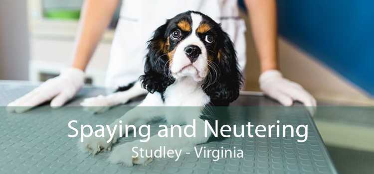 Spaying and Neutering Studley - Virginia