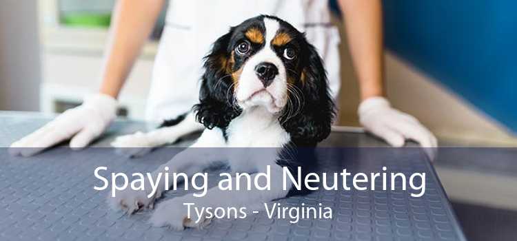 Spaying and Neutering Tysons - Virginia