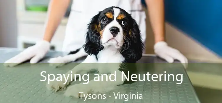 Spaying and Neutering Tysons - Virginia