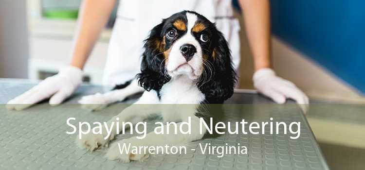 Spaying and Neutering Warrenton - Virginia