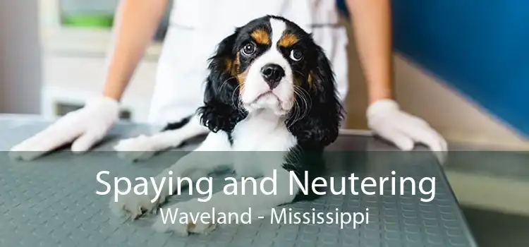 Spaying and Neutering Waveland - Mississippi