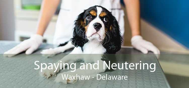 Spaying and Neutering Waxhaw - Delaware