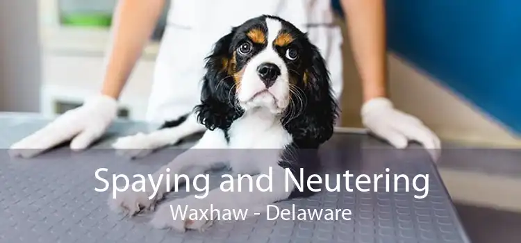 Spaying and Neutering Waxhaw - Delaware