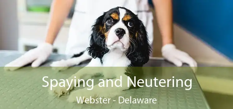 Spaying and Neutering Webster - Delaware