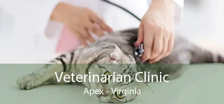 Veterinarian Clinic Apex - Virginia