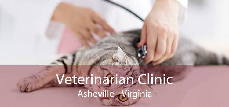 Veterinarian Clinic Asheville - Virginia