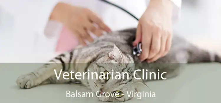 Veterinarian Clinic Balsam Grove - Virginia