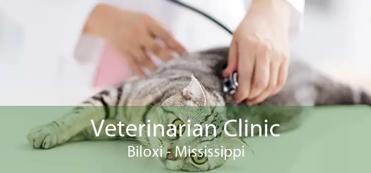 Veterinarian Clinic Biloxi - Mississippi
