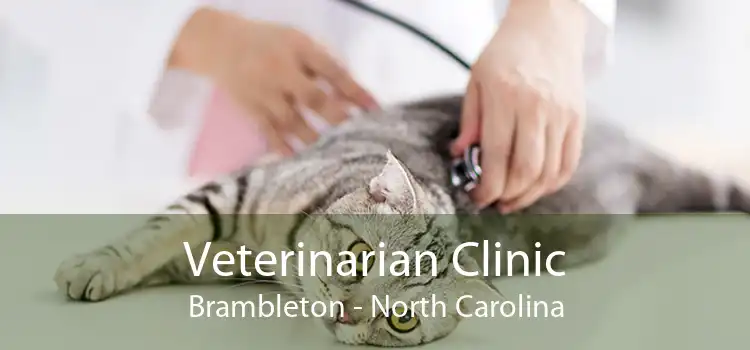 Veterinarian Clinic Brambleton - North Carolina