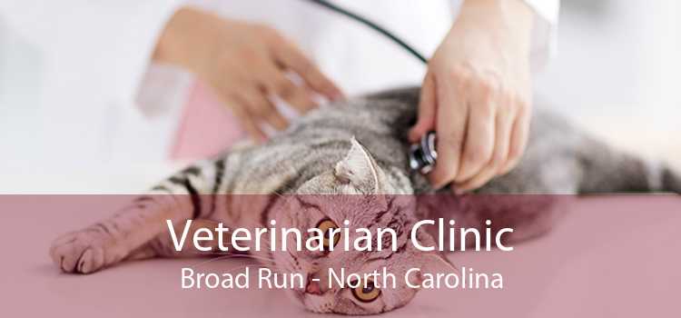 Veterinarian Clinic Broad Run - North Carolina