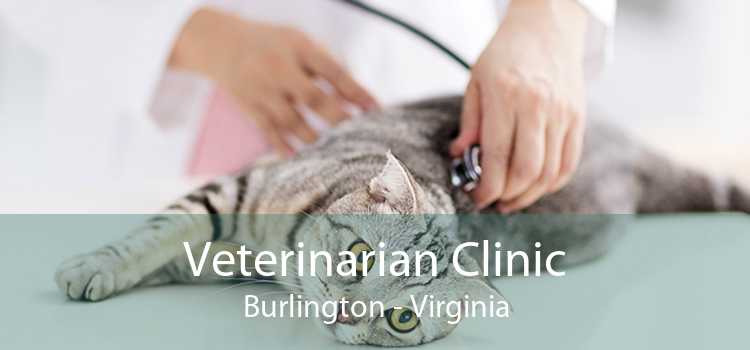 Veterinarian Clinic Burlington - Virginia
