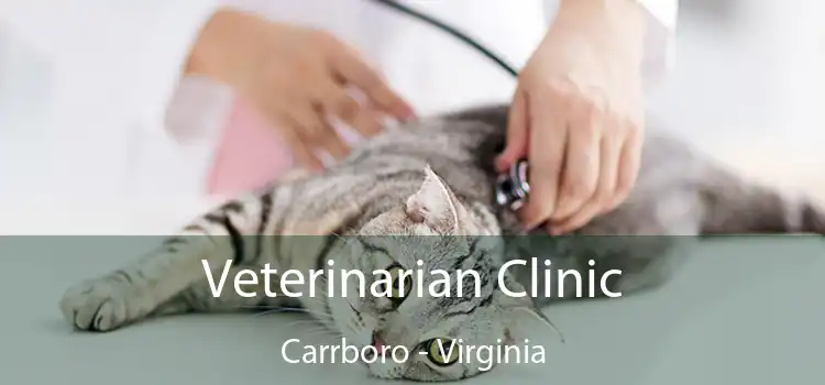 Veterinarian Clinic Carrboro - Virginia