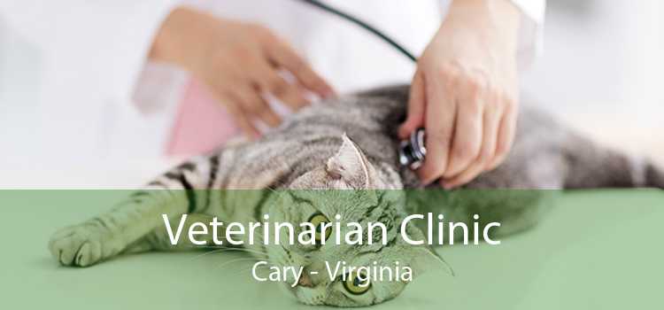 Veterinarian Clinic Cary - Virginia