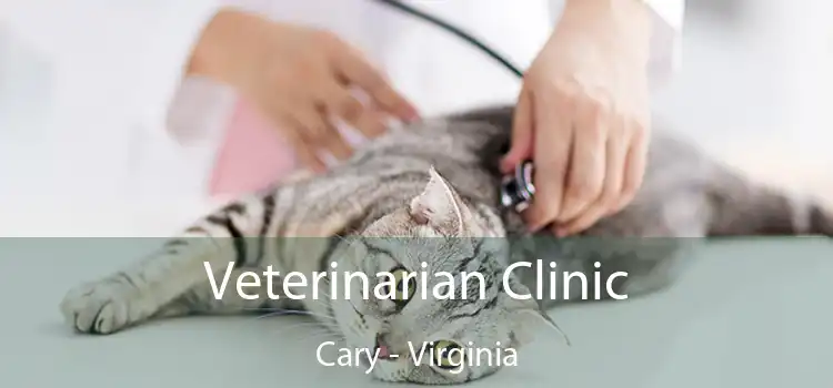 Veterinarian Clinic Cary - Virginia