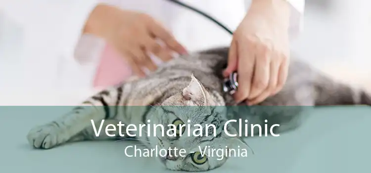 Veterinarian Clinic Charlotte - Virginia