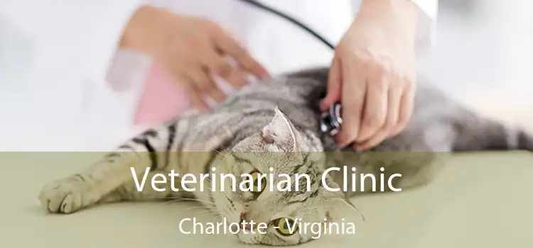 Veterinarian Clinic Charlotte - Virginia