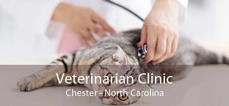 Veterinarian Clinic Chester - North Carolina