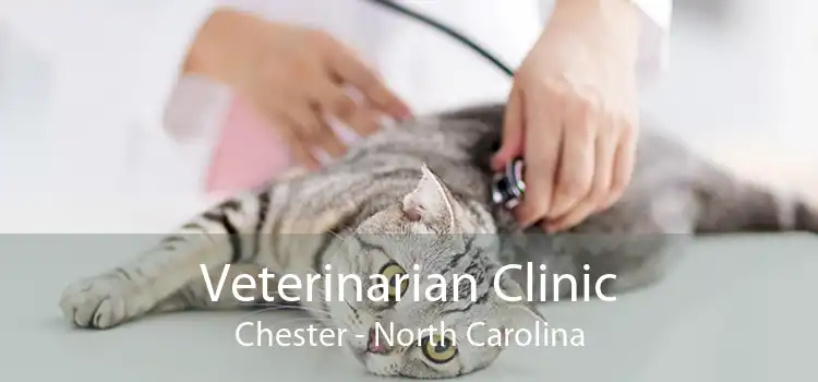 Veterinarian Clinic Chester - North Carolina