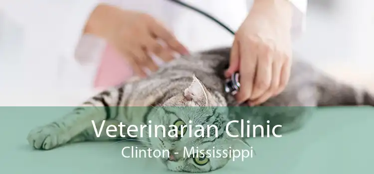 Veterinarian Clinic Clinton - Mississippi