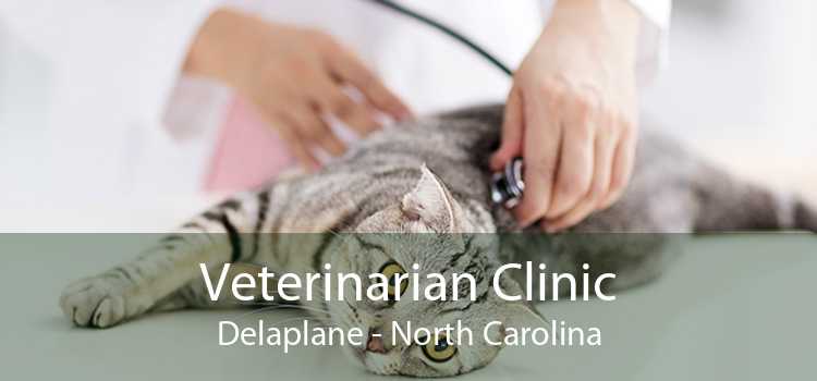Veterinarian Clinic Delaplane - North Carolina