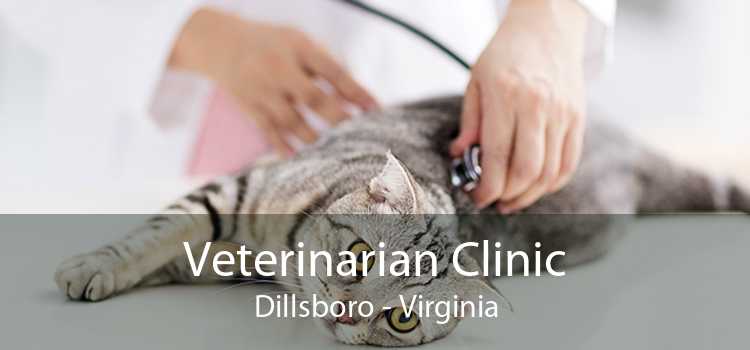 Veterinarian Clinic Dillsboro - Virginia