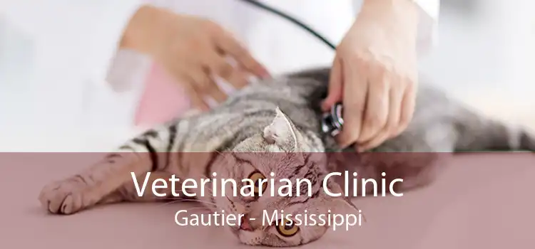 Veterinarian Clinic Gautier - Mississippi