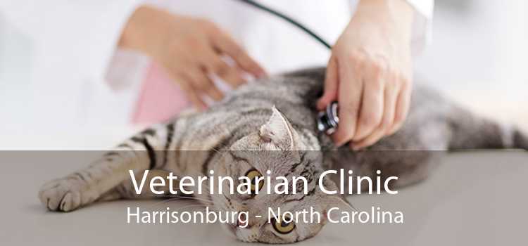 Veterinarian Clinic Harrisonburg - North Carolina