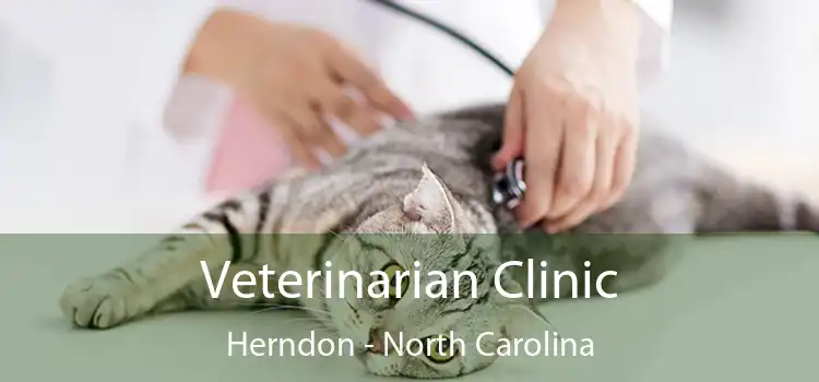 Veterinarian Clinic Herndon - North Carolina