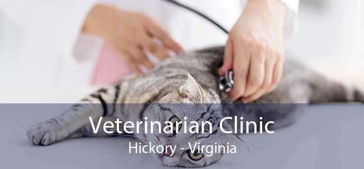 Veterinarian Clinic Hickory - Virginia