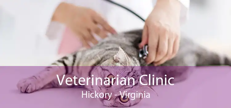 Veterinarian Clinic Hickory - Virginia